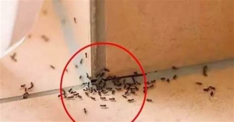 小穴是什么意思 家裡出現很多螞蟻